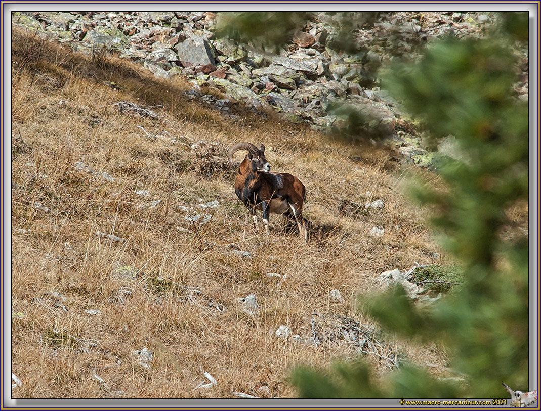 MOUFLONS